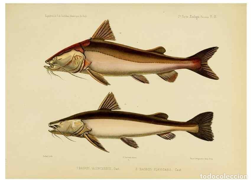 Sammeln von Zeitschriften und Zeitungen: Reproducci&oacute;n/Reproduction 49813750938: Exp&eacute;dition dans les parties centrales de l'Am&eacute;rique du Sud. P