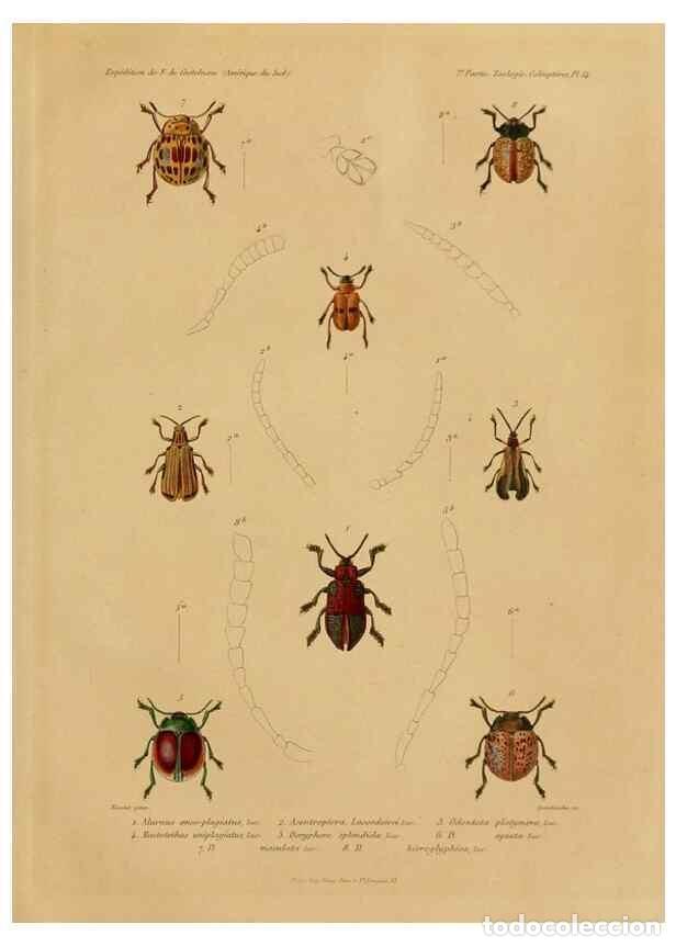 Sammeln von Zeitschriften und Zeitungen: Reproducci&oacute;n/Reproduction 49814683247: Exp&eacute;dition dans les parties centrales de l'Am&eacute;rique du Sud. P
