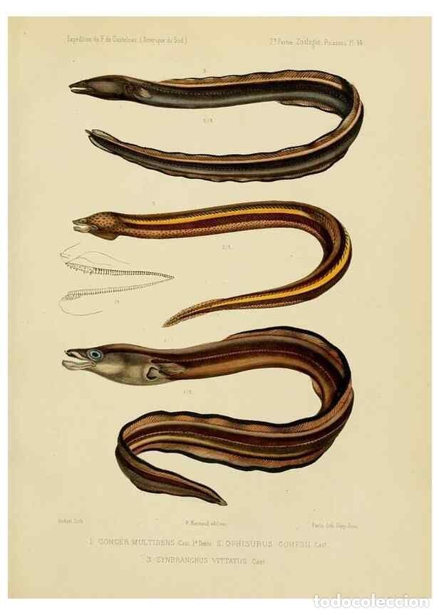 Sammeln von Zeitschriften und Zeitungen: Reproducci&oacute;n/Reproduction 49814297201: Exp&eacute;dition dans les parties centrales de l'Am&eacute;rique du Sud. P