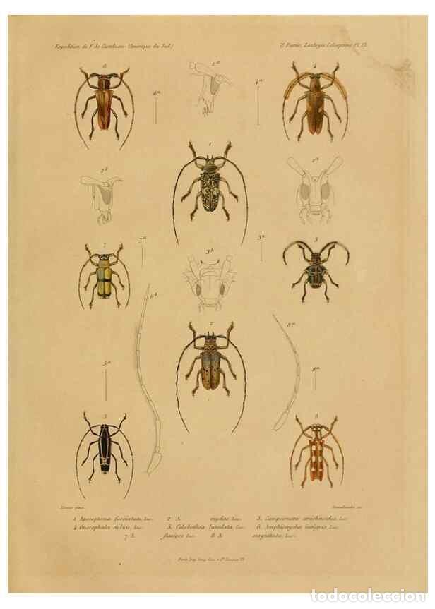 Sammeln von Zeitschriften und Zeitungen: Reproducci&oacute;n/Reproduction 49814682972: Exp&eacute;dition dans les parties centrales de l'Am&eacute;rique du Sud. P