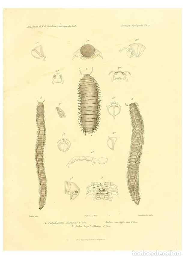 Sammeln von Zeitschriften und Zeitungen: Reproducci&oacute;n/Reproduction 49813859908: Exp&eacute;dition dans les parties centrales de l'Am&eacute;rique du Sud. P