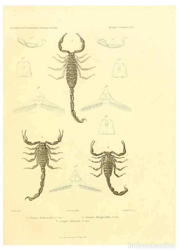 Sammeln von Zeitschriften und Zeitungen: Reproducci&oacute;n/Reproduction 49813861138: Exp&eacute;dition dans les parties centrales de l'Am&eacute;rique du Sud. P