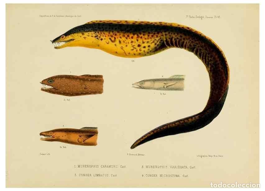 Sammeln von Zeitschriften und Zeitungen: Reproducci&oacute;n/Reproduction 49814606087: Exp&eacute;dition dans les parties centrales de l'Am&eacute;rique du Sud. P