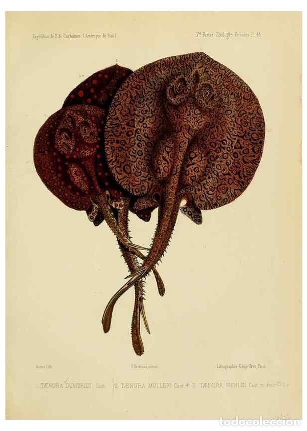 Sammeln von Zeitschriften und Zeitungen: Reproducci&oacute;n/Reproduction 49813761343: Exp&eacute;dition dans les parties centrales de l'Am&eacute;rique du Sud. P