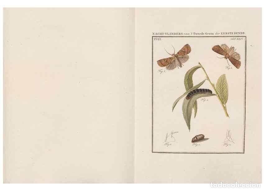 Collezionismo di Riviste e Giornali: Reproducci&oacute;n/Reproduction 49817074451: Beschouwing der wonderen Gods, in de minstgeachte schepzelen