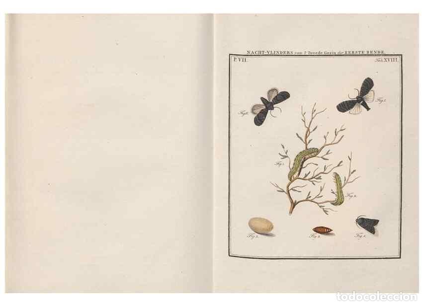 Collezionismo di Riviste e Giornali: Reproducci&oacute;n/Reproduction 49817381807: Beschouwing der wonderen Gods, in de minstgeachte schepzelen