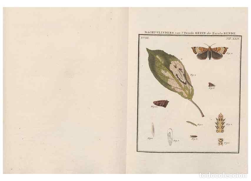 Collezionismo di Riviste e Giornali: Reproducci&oacute;n/Reproduction 49817382832: Beschouwing der wonderen Gods, in de minstgeachte schepzelen