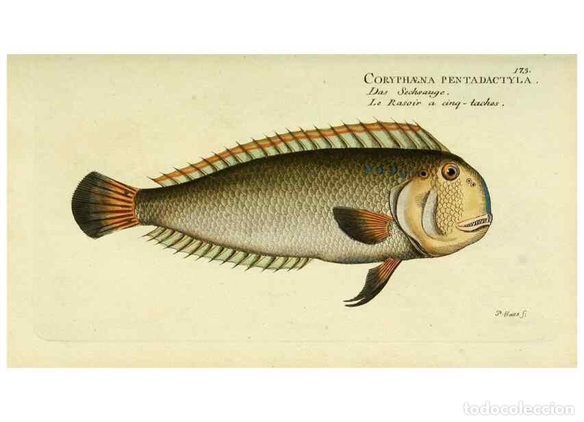 Collezionismo di Riviste e Giornali: Reproducci&oacute;n/Reproduction 49825453943: D. Marcus Elieser Bloch's, aus&uuml;benden Arztes zu Berlin ... Oe