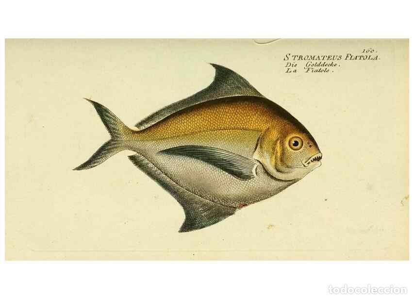 Collezionismo di Riviste e Giornali: Reproducci&oacute;n/Reproduction 49825981751: D. Marcus Elieser Bloch's, aus&uuml;benden Arztes zu Berlin ... Oe