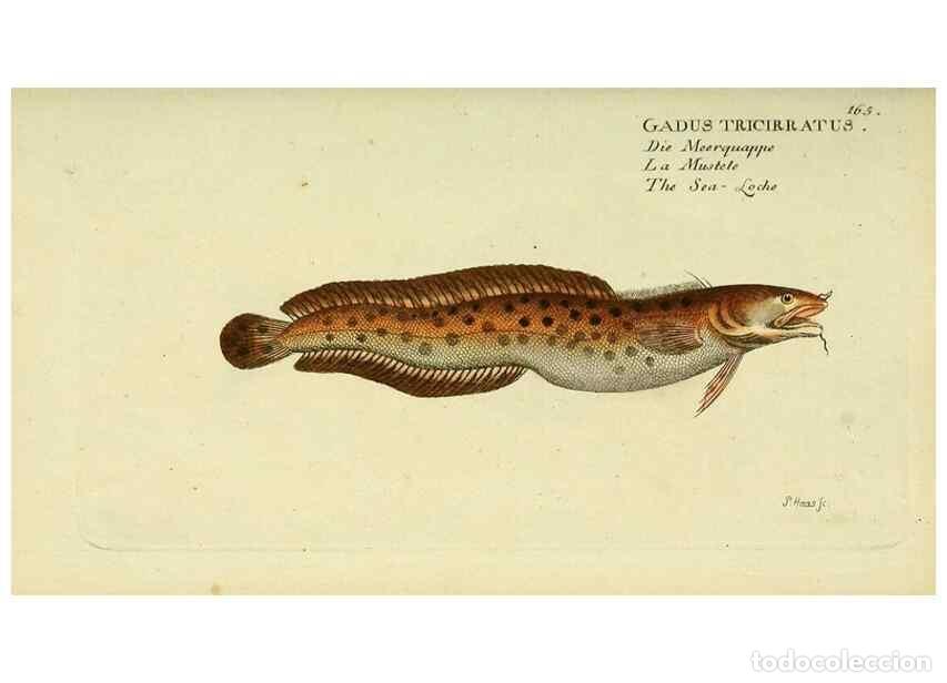 Collezionismo di Riviste e Giornali: Reproducci&oacute;n/Reproduction 49826301142: D. Marcus Elieser Bloch's, aus&uuml;benden Arztes zu Berlin ... Oe