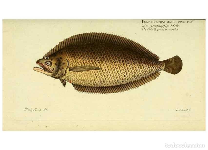 Collezionismo di Riviste e Giornali: Reproducci&oacute;n/Reproduction 49825461873: D. Marcus Elieser Bloch's, aus&uuml;benden Arztes zu Berlin ... Oe