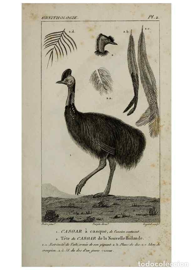 Collezionismo di Riviste e Giornali: Reproducci&oacute;n/Reproduction 49826675897: Trait&eacute; d'ornithologie, ou, Tableau m&eacute;thodique des ordres, sou