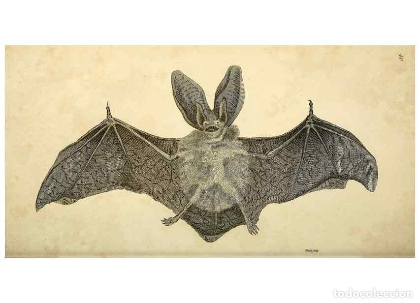 Sammeln von Zeitschriften und Zeitungen: Reproducci&oacute;n/Reproduction 49826731767: General zoology, or Systematic natural history. London,Printe