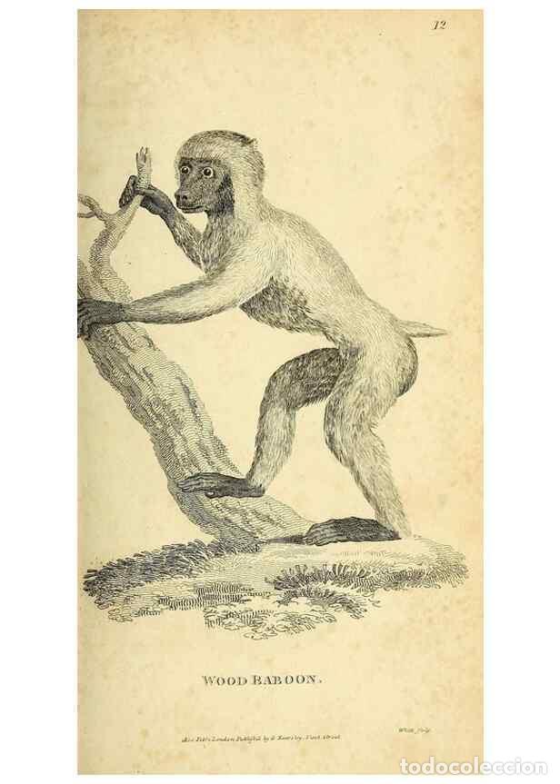 Sammeln von Zeitschriften und Zeitungen: Reproducci&oacute;n/Reproduction 49826720867: General zoology, or Systematic natural history. London,Printe