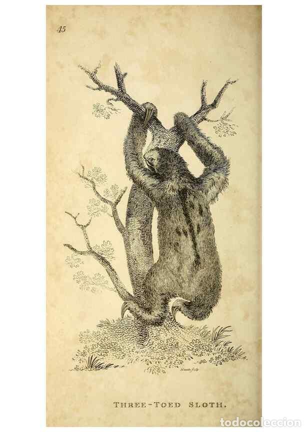 Collection Magazines and Newspapers: Reproducci&oacute;n/Reproduction 49825884353: General zoology, or Systematic natural history. London,Printe