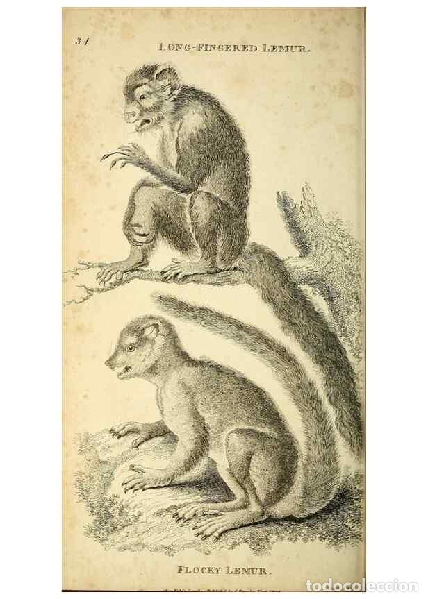 Collection Magazines and Newspapers: Reproducci&oacute;n/Reproduction 49825878718: General zoology, or Systematic natural history. London,Printe