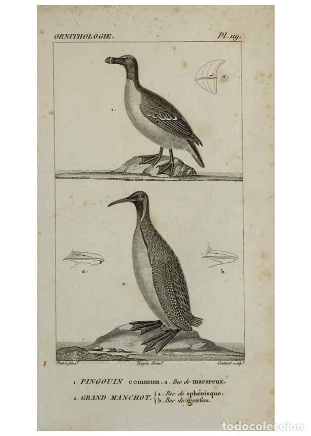 Collection Magazines and Newspapers: Reproducci&oacute;n/Reproduction 49826722717: Trait&eacute; d'ornithologie, ou, Tableau m&eacute;thodique des ordres, sou