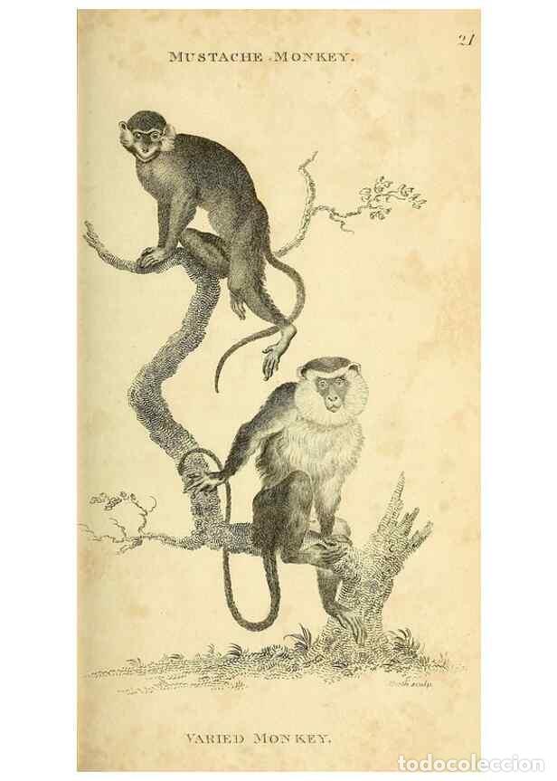 Collection Magazines and Newspapers: Reproducci&oacute;n/Reproduction 49825874448: General zoology, or Systematic natural history. London,Printe