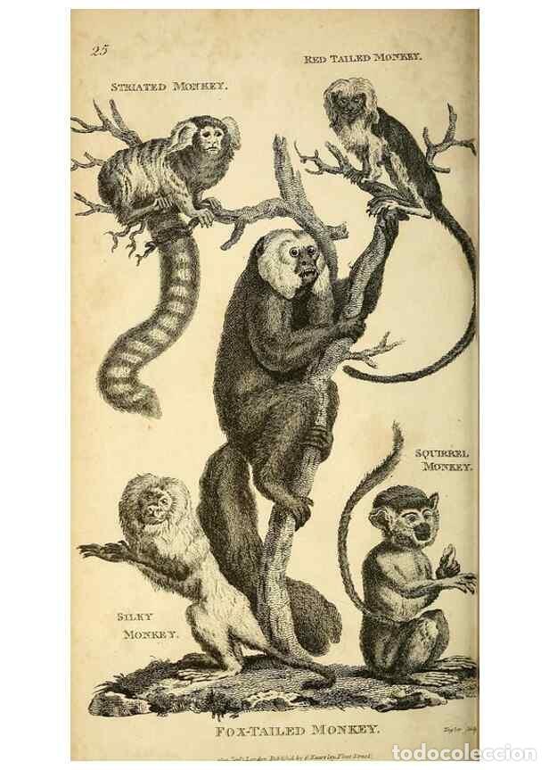 Collection Magazines and Newspapers: Reproducci&oacute;n/Reproduction 49826725497: General zoology, or Systematic natural history. London,Printe
