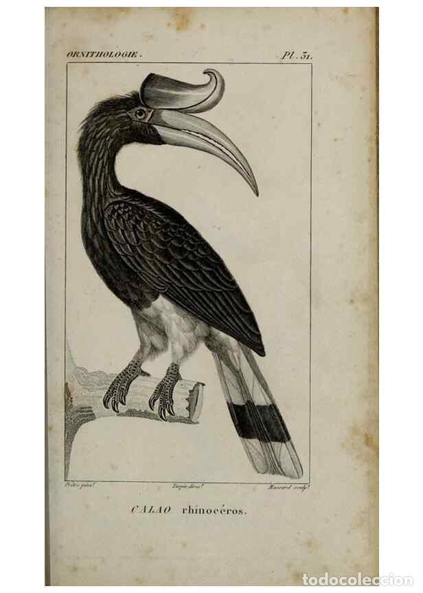 Collection Magazines and Newspapers: Reproducci&oacute;n/Reproduction 49826686177: Trait&eacute; d'ornithologie, ou, Tableau m&eacute;thodique des ordres, sou