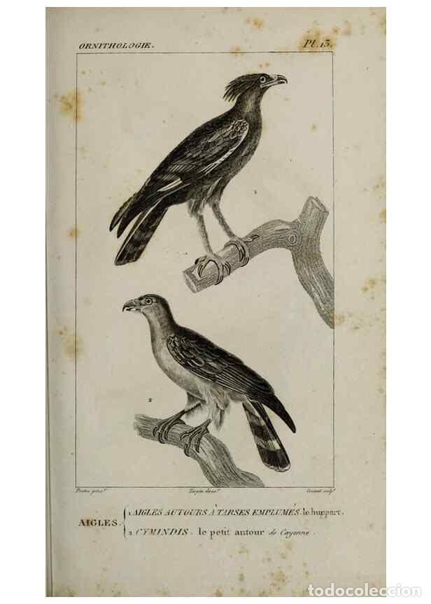Collection Magazines and Newspapers: Reproducci&oacute;n/Reproduction 49826362806: Trait&eacute; d'ornithologie, ou, Tableau m&eacute;thodique des ordres, sou