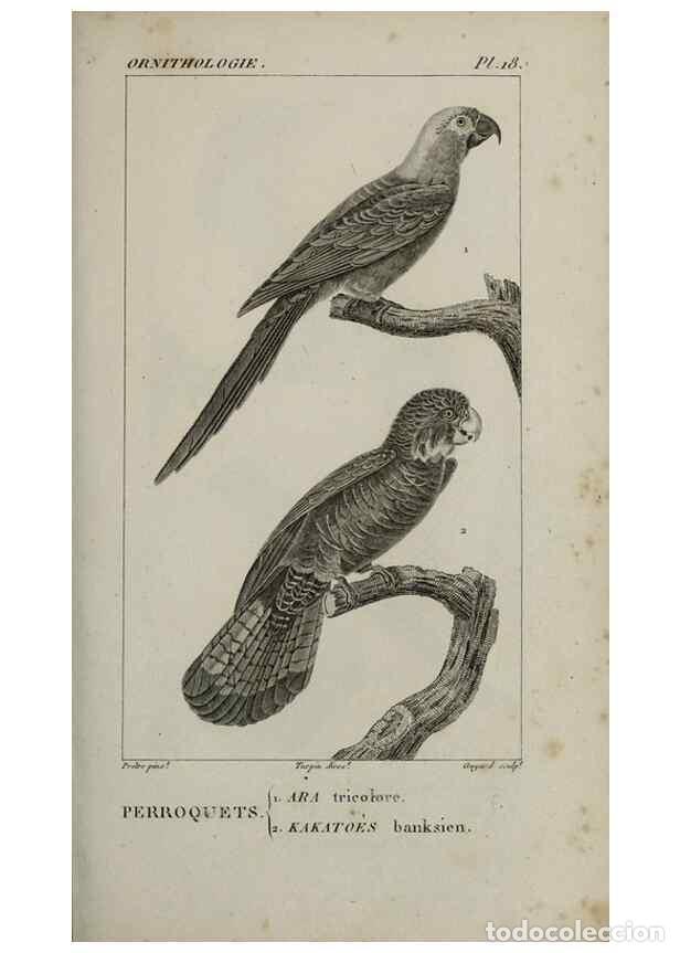 Collection Magazines and Newspapers: Reproducci&oacute;n/Reproduction 49826364326: Trait&eacute; d'ornithologie, ou, Tableau m&eacute;thodique des ordres, sou