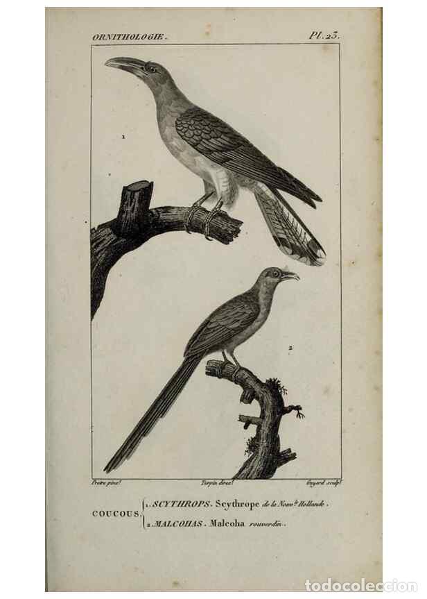 Collection Magazines and Newspapers: Reproducci&oacute;n/Reproduction 49825833888: Trait&eacute; d'ornithologie, ou, Tableau m&eacute;thodique des ordres, sou