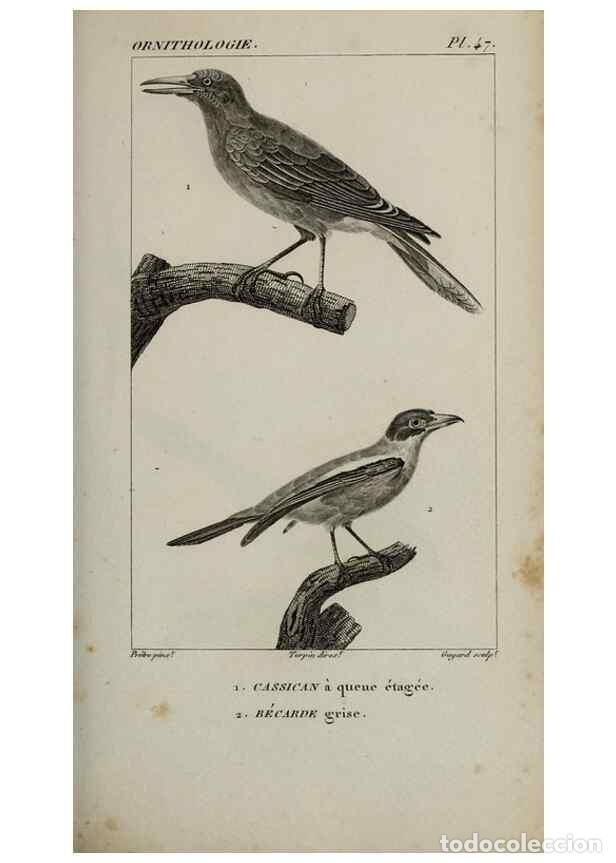 Collection Magazines and Newspapers: Reproducci&oacute;n/Reproduction 49826690342: Trait&eacute; d'ornithologie, ou, Tableau m&eacute;thodique des ordres, sou