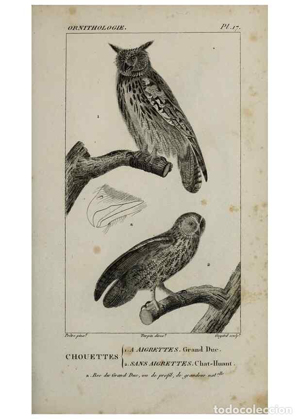 Collection Magazines and Newspapers: Reproducci&oacute;n/Reproduction 49826681742: Trait&eacute; d'ornithologie, ou, Tableau m&eacute;thodique des ordres, sou