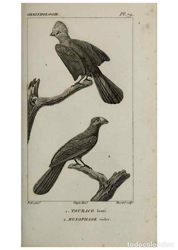 Collection Magazines and Newspapers: Reproducci&oacute;n/Reproduction 49826704412: Trait&eacute; d'ornithologie, ou, Tableau m&eacute;thodique des ordres, sou