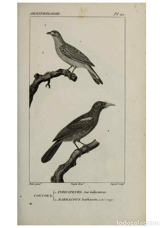 Collection Magazines and Newspapers: Reproducci&oacute;n/Reproduction 49825833573: Trait&eacute; d'ornithologie, ou, Tableau m&eacute;thodique des ordres, sou