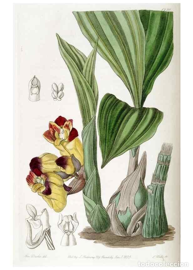 Sammeln von Zeitschriften und Zeitungen: Reproducci&oacute;n/Reproduction 49823017367: Edwards's botanical register.. London :James Ridgway,1829-184