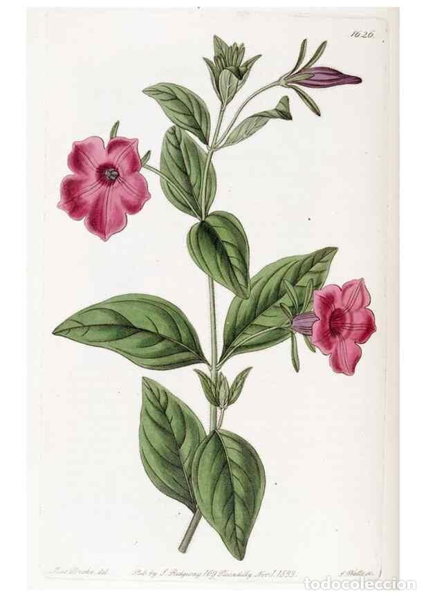 Sammeln von Zeitschriften und Zeitungen: Reproducci&oacute;n/Reproduction 49822414688: Edwards's botanical register.. London :James Ridgway,1829-184