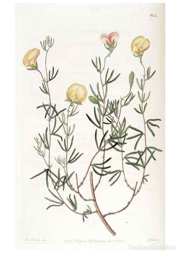 Sammeln von Zeitschriften und Zeitungen: Reproducci&oacute;n/Reproduction 49822409693: Edwards's botanical register.. London :James Ridgway,1829-184