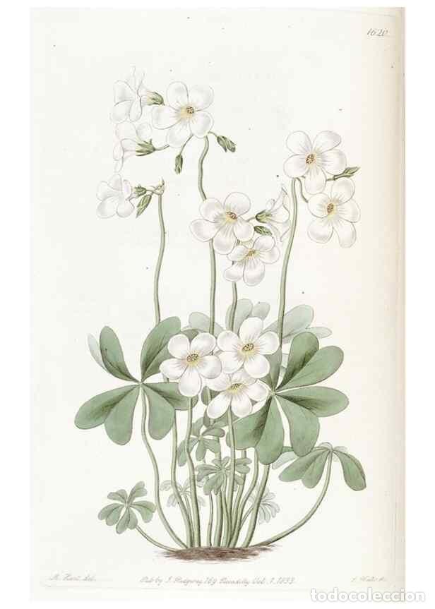 Sammeln von Zeitschriften und Zeitungen: Reproducci&oacute;n/Reproduction 49823263072: Edwards's botanical register.. London :James Ridgway,1829-184