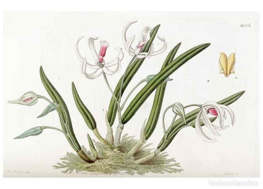 Sammeln von Zeitschriften und Zeitungen: Reproducci&oacute;n/Reproduction 49823265482: Edwards's botanical register.. London :James Ridgway,1829-184