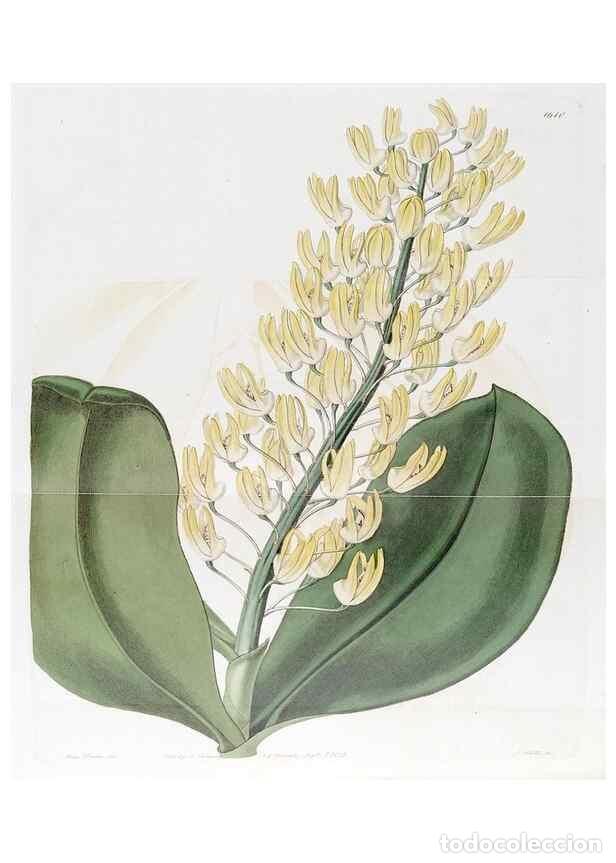 Sammeln von Zeitschriften und Zeitungen: Reproducci&oacute;n/Reproduction 49822940796: Edwards's botanical register.. London :James Ridgway,1829-184