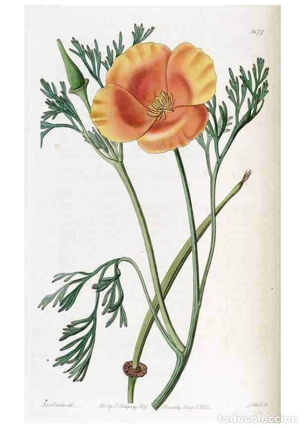 Sammeln von Zeitschriften und Zeitungen: Reproducci&oacute;n/Reproduction 49822996752: Edwards's botanical register.. London :James Ridgway,1829-184