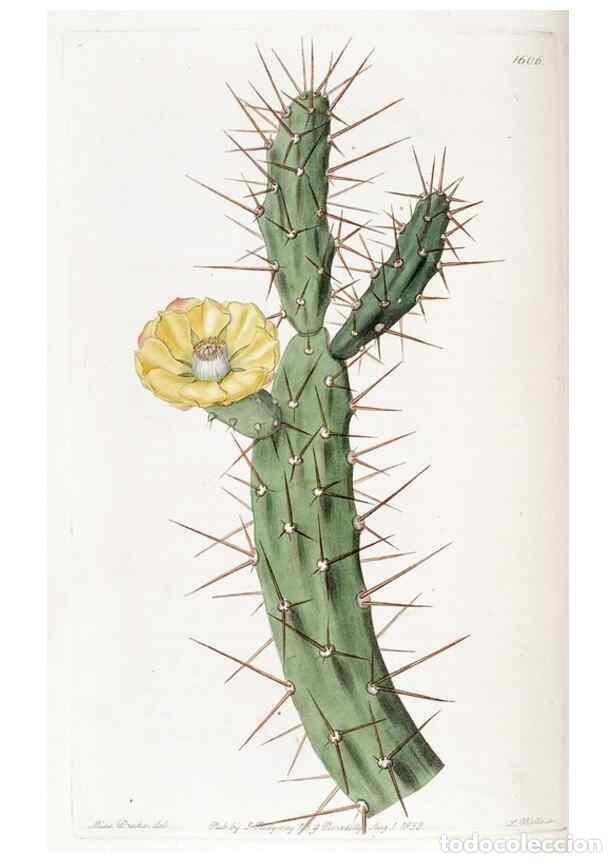 Sammeln von Zeitschriften und Zeitungen: Reproducci&oacute;n/Reproduction 49823256672: Edwards's botanical register.. London :James Ridgway,1829-184