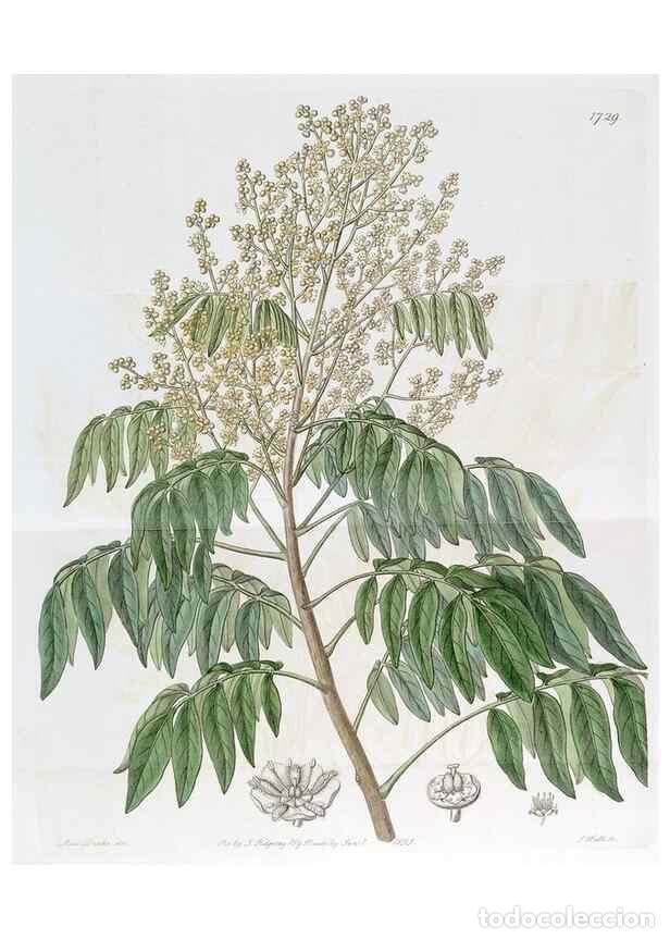 Sammeln von Zeitschriften und Zeitungen: Reproducci&oacute;n/Reproduction 49823016987: Edwards's botanical register.. London :James Ridgway,1829-184