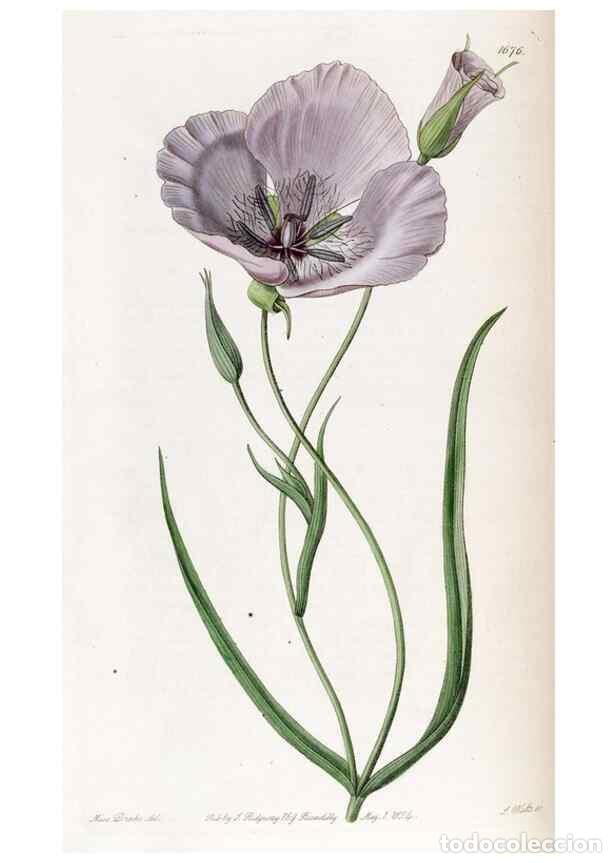 Sammeln von Zeitschriften und Zeitungen: Reproducci&oacute;n/Reproduction 49822680766: Edwards's botanical register.. London :James Ridgway,1829-184