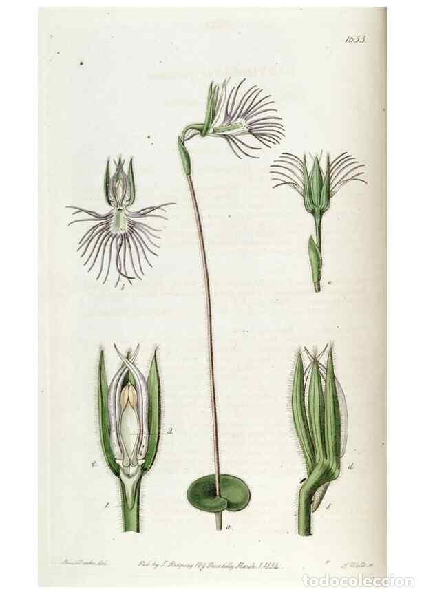 Sammeln von Zeitschriften und Zeitungen: Reproducci&oacute;n/Reproduction 49822671486: Edwards's botanical register.. London :James Ridgway,1829-184