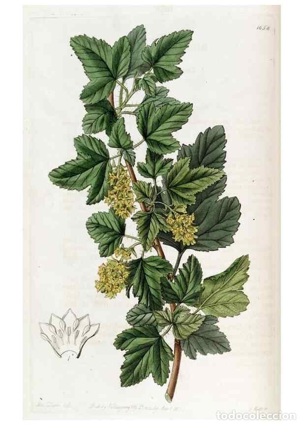 Sammeln von Zeitschriften und Zeitungen: Reproducci&oacute;n/Reproduction 49822136968: Edwards's botanical register.. London :James Ridgway,1829-184