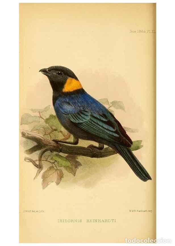 Collezionismo di Riviste e Giornali: Reproducci&oacute;n/Reproduction 49695370427: Ibis.. [London]Published for the British Ornithologists' Unio