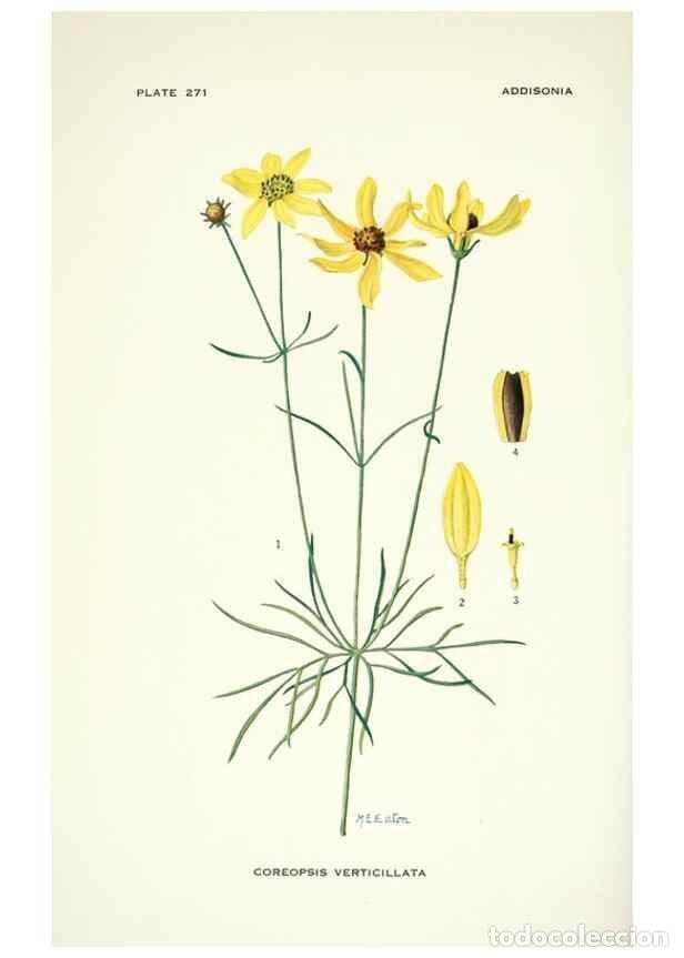 Collezionismo di Riviste e Giornali: Reproducci&oacute;n/Reproduction 49694554026: Addisonia :. New York :New York Botanical Garden,1916-[1964].