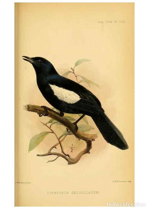 Collezionismo di Riviste e Giornali: Reproducci&oacute;n/Reproduction 49695369332: Ibis.. [London]Published for the British Ornithologists' Unio