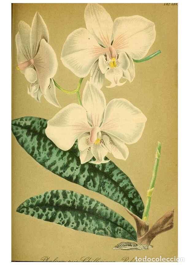 Collezionismo di Riviste e Giornali: Reproducci&oacute;n/Reproduction 49697968038: Gartenflora.. Erlangen :F. Enke,1852-1940.. - Deutsche Garten