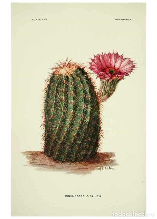 Collezionismo di Riviste e Giornali: Reproducci&oacute;n/Reproduction 49694844627: Addisonia :. New York :New York Botanical Garden,1916-[1964].