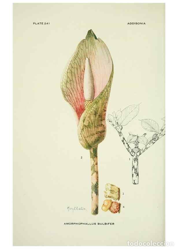 Collezionismo di Riviste e Giornali: Reproducci&oacute;n/Reproduction 49694544016: Addisonia :. New York :New York Botanical Garden,1916-[1964].