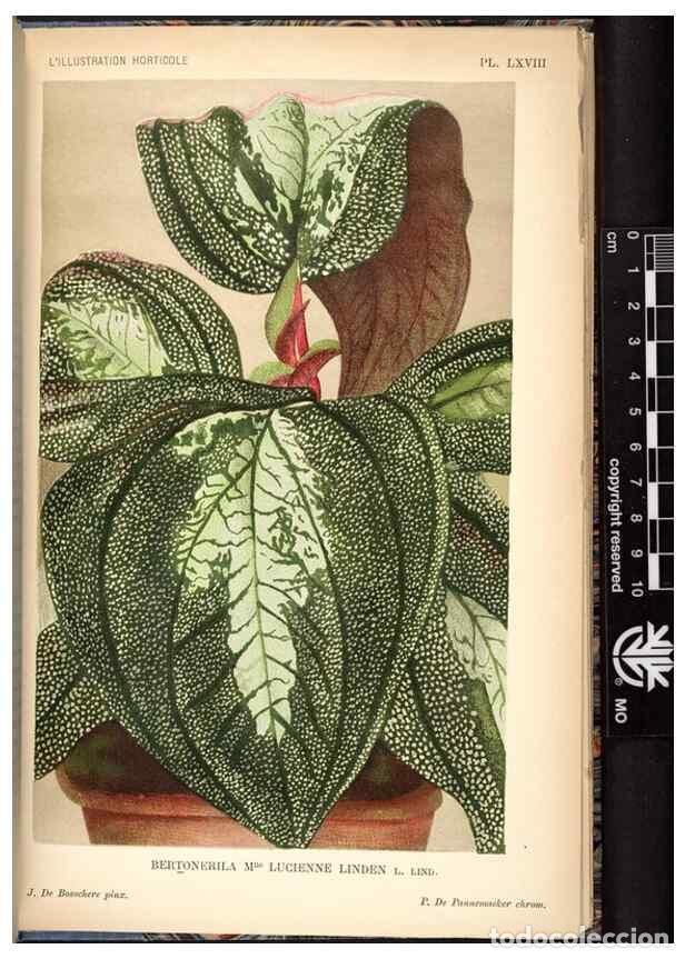 Collezionismo di Riviste e Giornali: Reproducci&oacute;n/Reproduction 49692264576: L'Illustration horticole :. Gand, Belgium :Imprimerie et lith